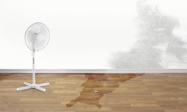 Best Local water damage restoration  in Mexico, IN