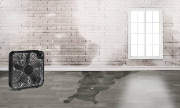 Best 24-hour water damage restoration  in Mexico, IN